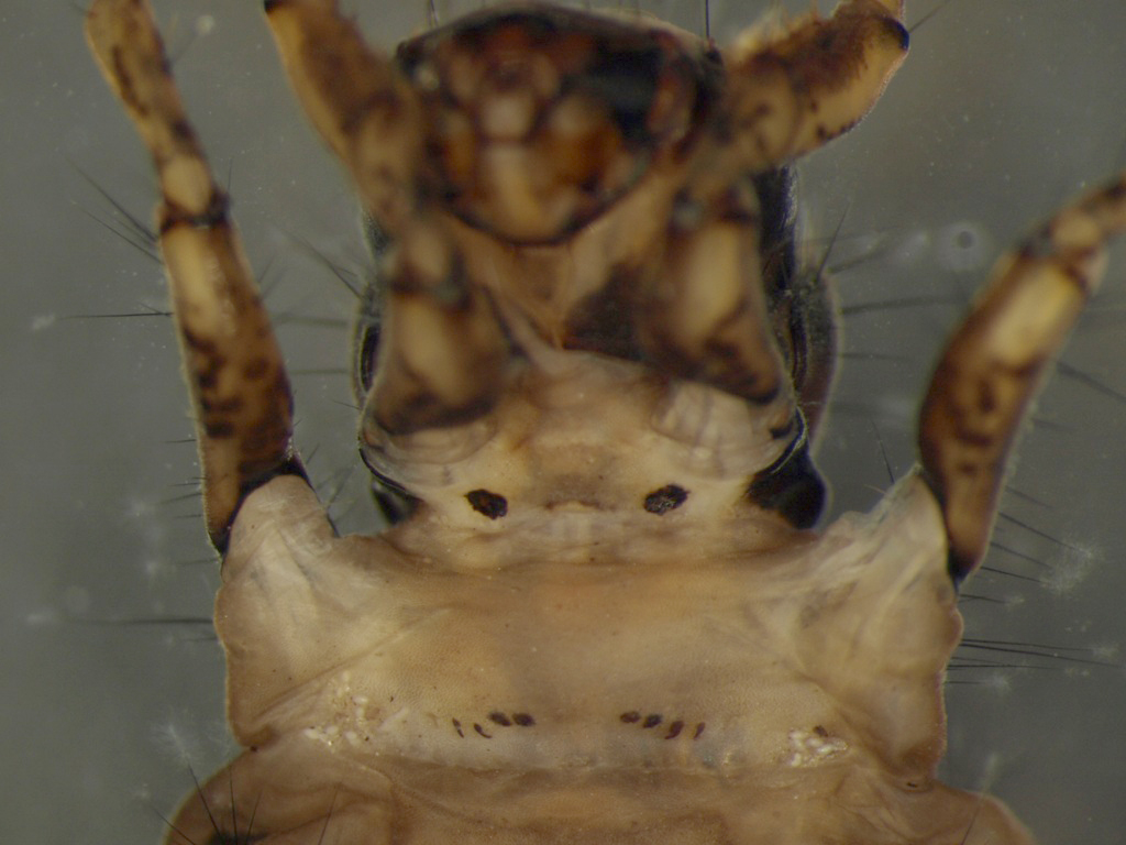 Limnephilus rhombicus 4